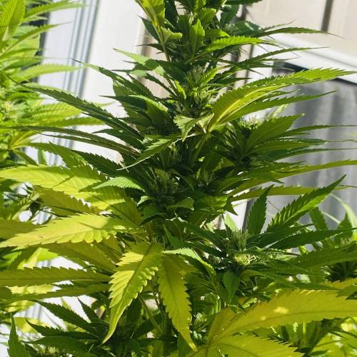 Grandaddy Purple::Clone. Week 8