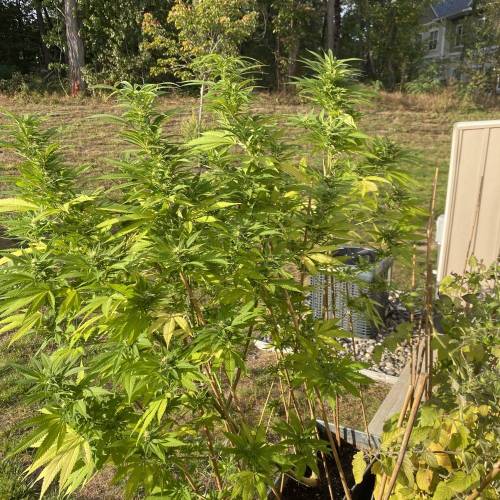 Grandaddy Purple::Clone. Week 8