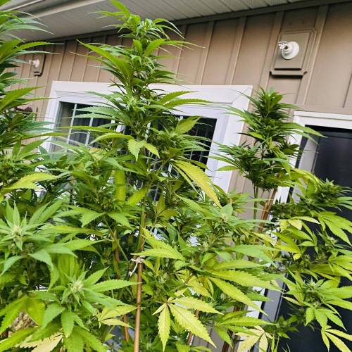 Grandaddy Purple::Clone. Week 8