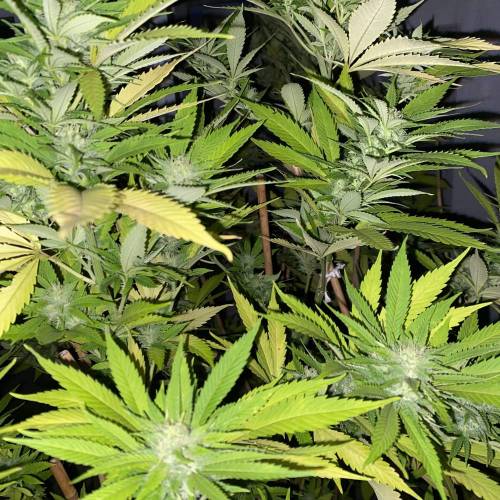 Grandaddy Purple::Clone. Week 8