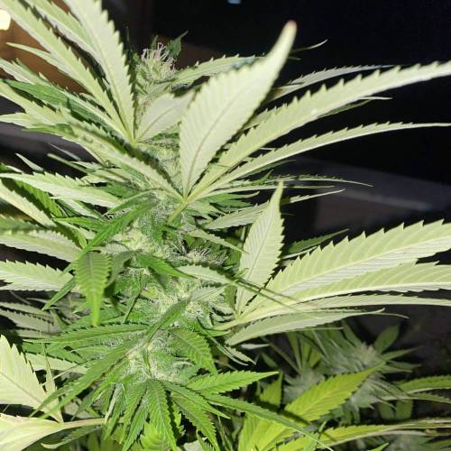 Grandaddy Purple::Clone. Week 8