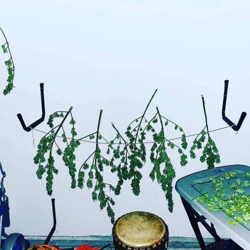 Grandaddy Purple::Clone. Week 11