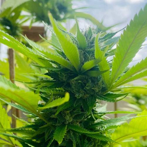 Grandaddy Purple::Clone. Week 11