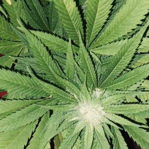 Grandaddy Purple::Clone. Week 11