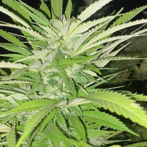 Grandaddy Purple::Clone. Week 11