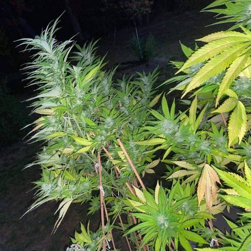 Grandaddy Purple::Clone. Week 11