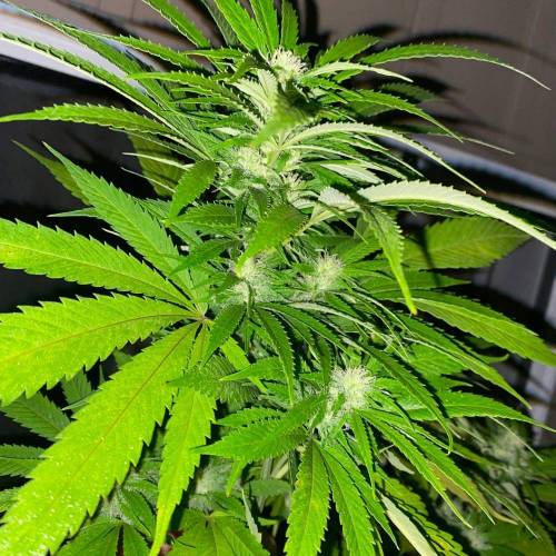 Grandaddy Purple::Clone. Week 11