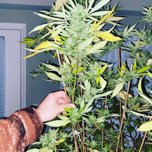 Grandaddy Purple::Clone. Week 11