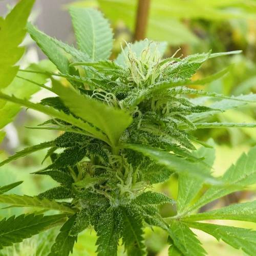 Grandaddy Purple::Clone. Week 11