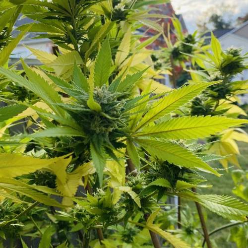 Grandaddy Purple::Clone. Week 11