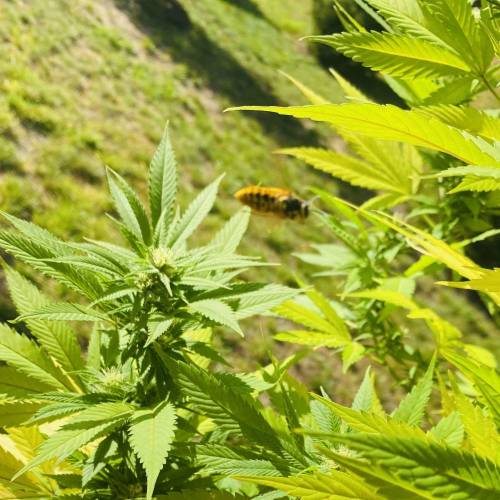 Grandaddy Purple::Clone. Week 11