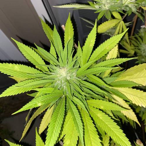 Grandaddy Purple::Clone. Week 11