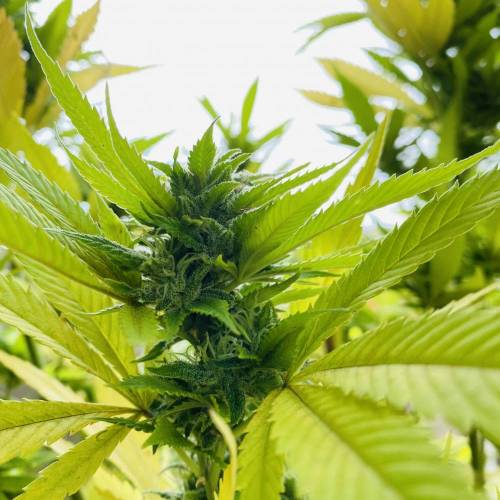 Grandaddy Purple::Clone. Week 11