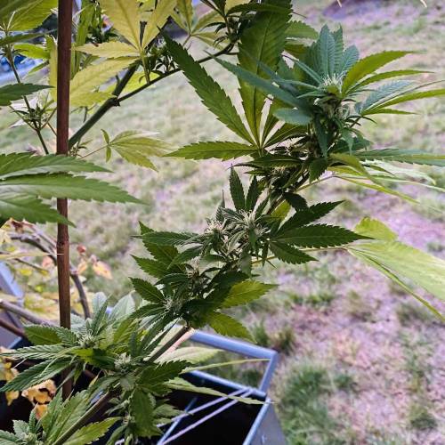 Grandaddy Purple::Clone. Week 11