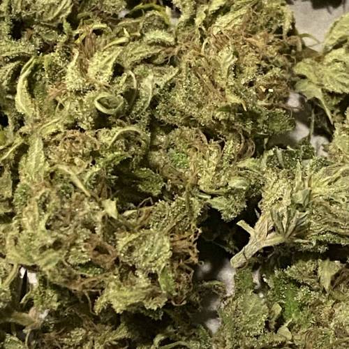 Grandaddy Purple::Clone. Week 11