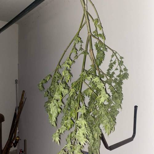 Grandaddy Purple::Clone. Week 11