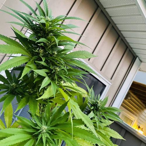 Grandaddy Purple::Clone. Week 11