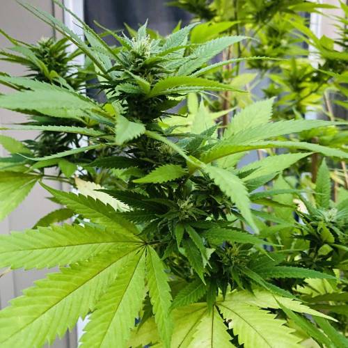 Grandaddy Purple::Clone. Week 11