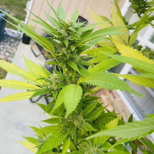 Grandaddy Purple::Clone. Week 11