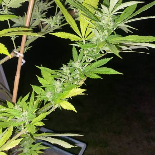 Grandaddy Purple::Clone. Week 11