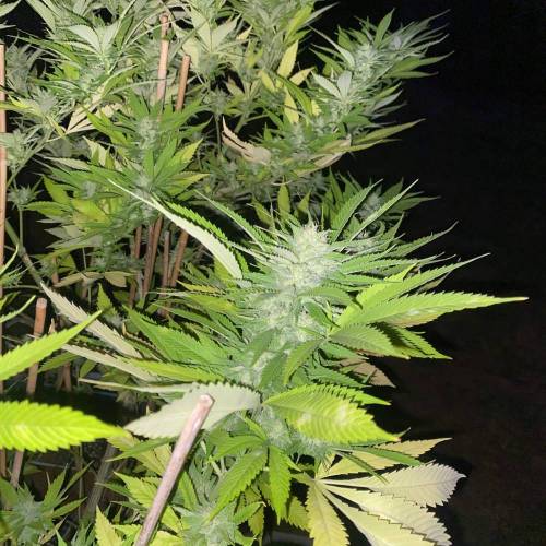 Grandaddy Purple::Clone. Week 11