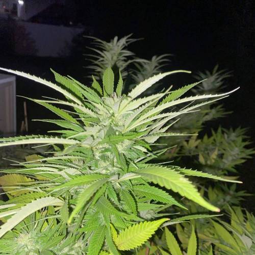 Grandaddy Purple::Clone. Week 11