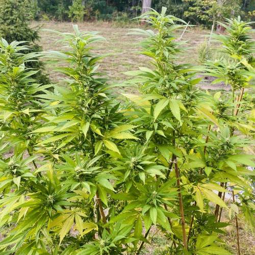 Grandaddy Purple::Clone. Week 11