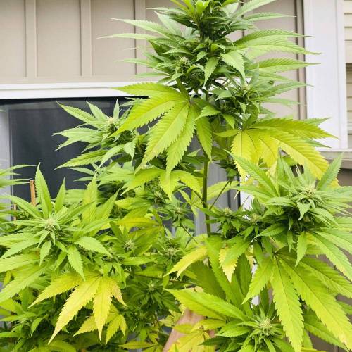 Grandaddy Purple::Clone. Week 11