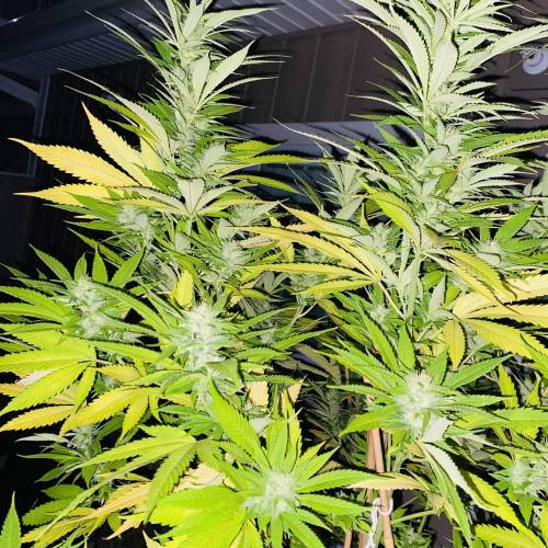 Grandaddy Purple::Clone. Week 11