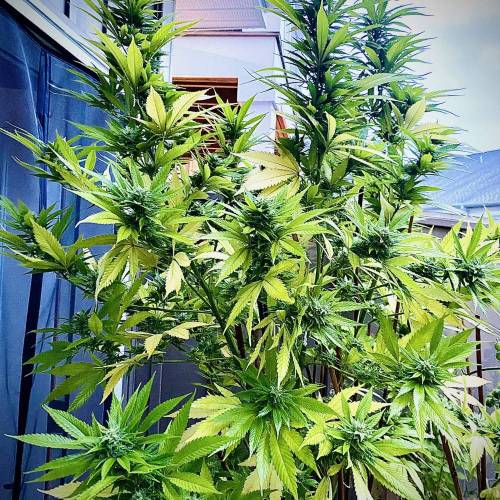 Grandaddy Purple::Clone. Week 11