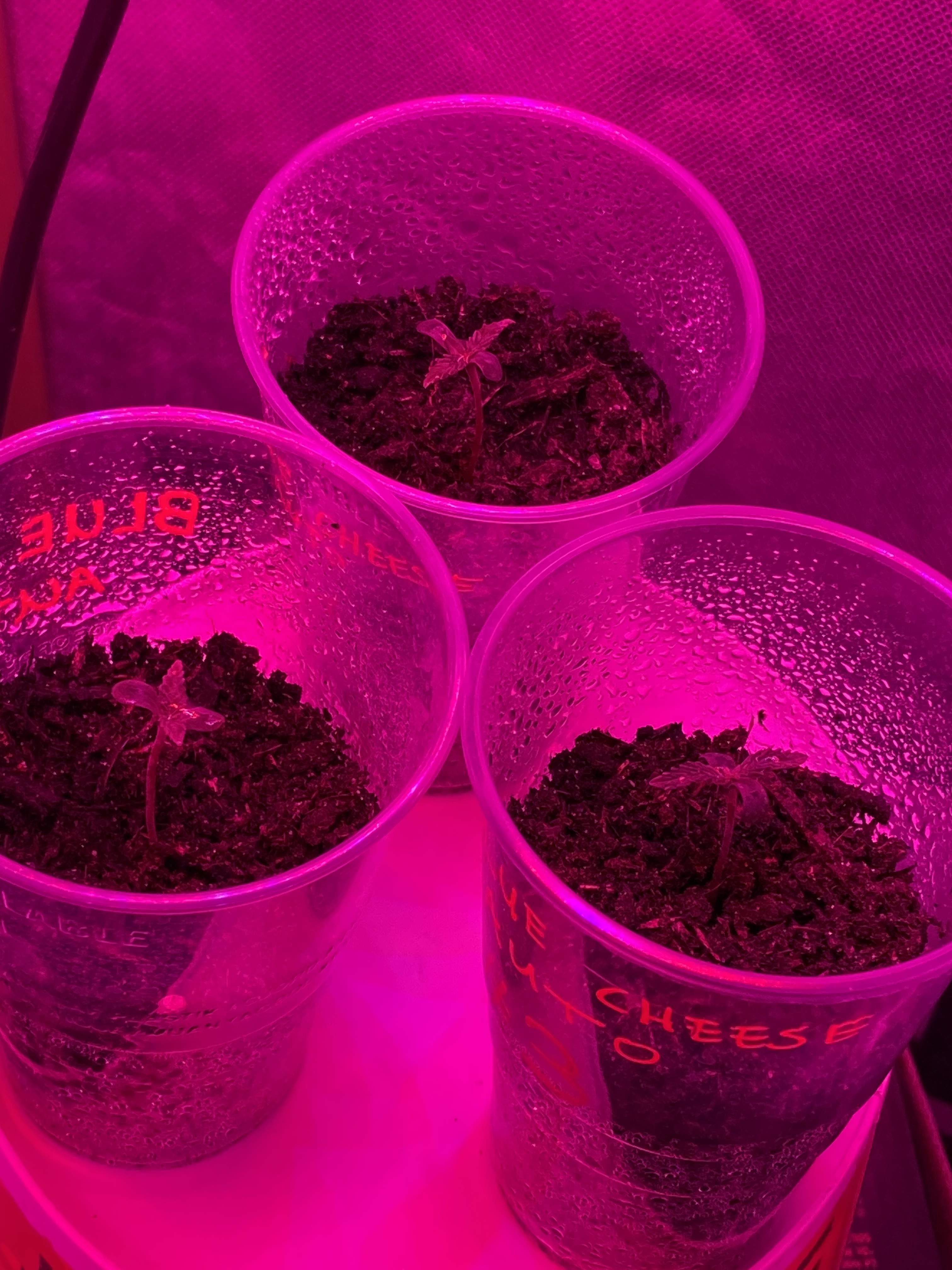 Royal Queen Seeds Blue Cheese grow diary (journal) week1 by Eschlanta