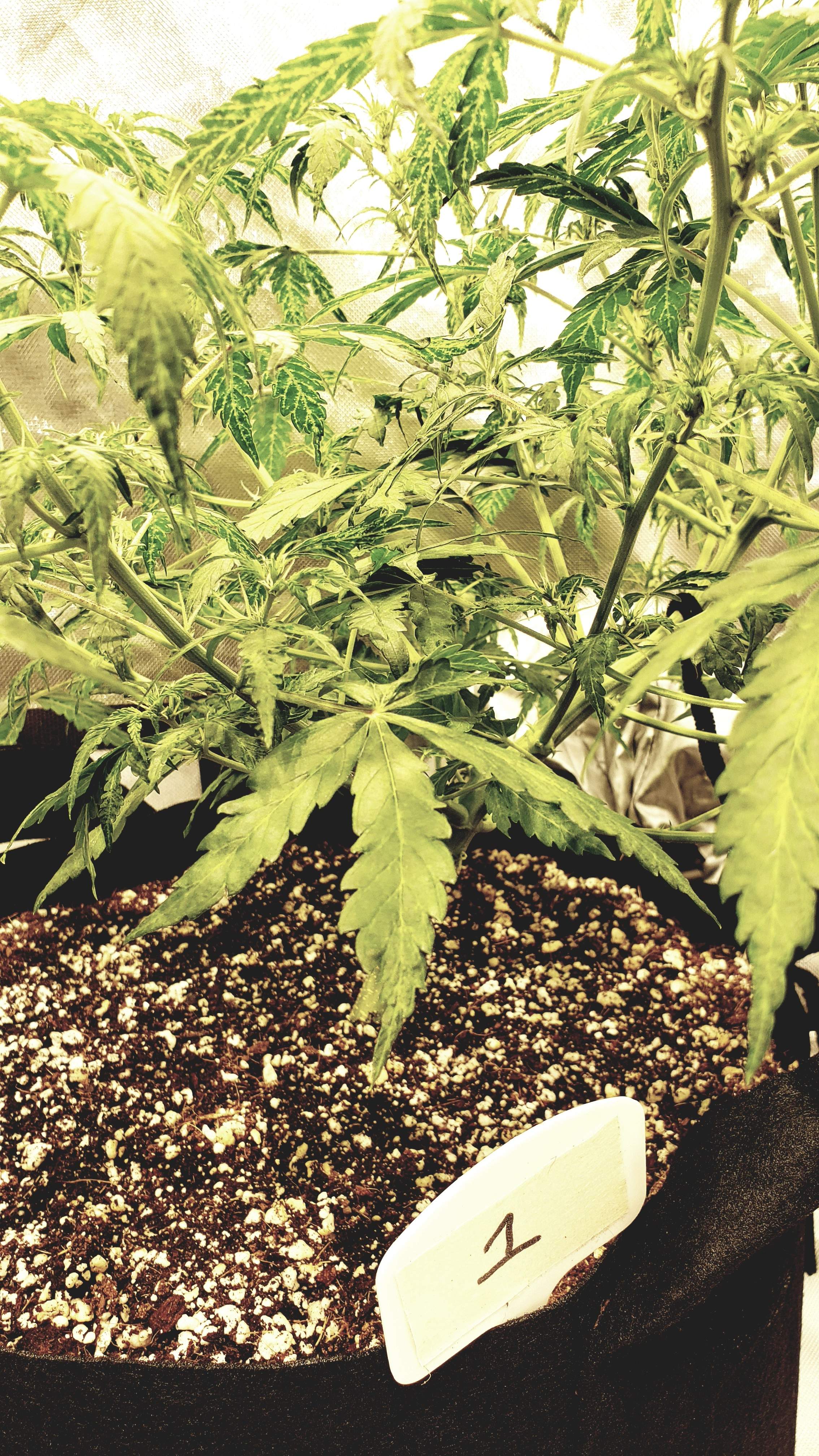 Fast Buds Pineapple Express Auto grow diary (journal) week6 by