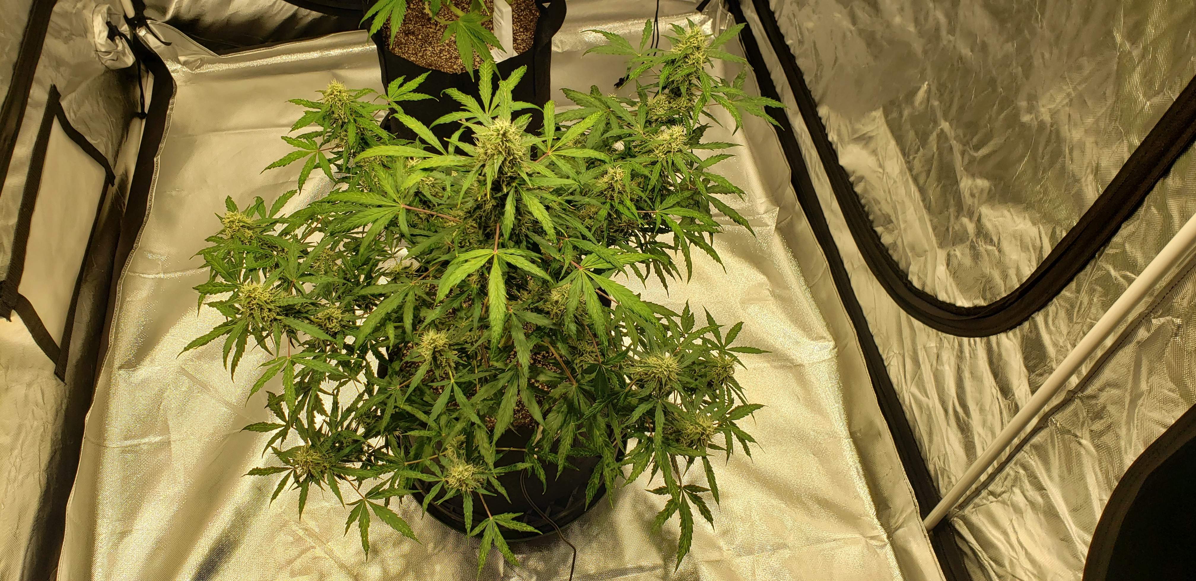 Fast Buds Pineapple Express Auto grow diary (journal) week9 by