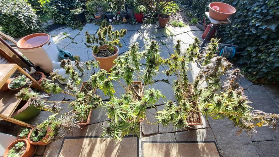 Neville's Haze balcony grow. Week 23