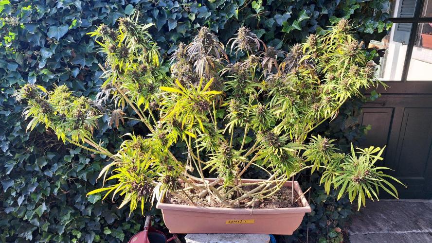 Neville's Haze balcony grow. Week 23