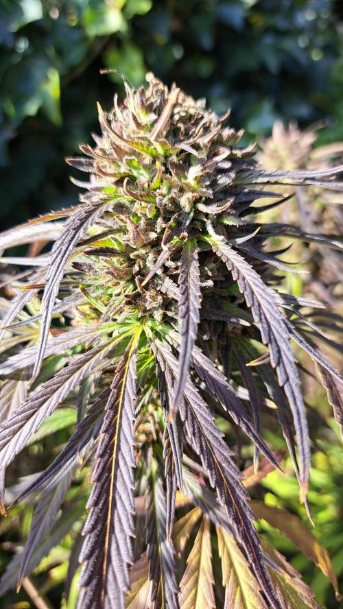 Neville's Haze balcony grow. Week 23