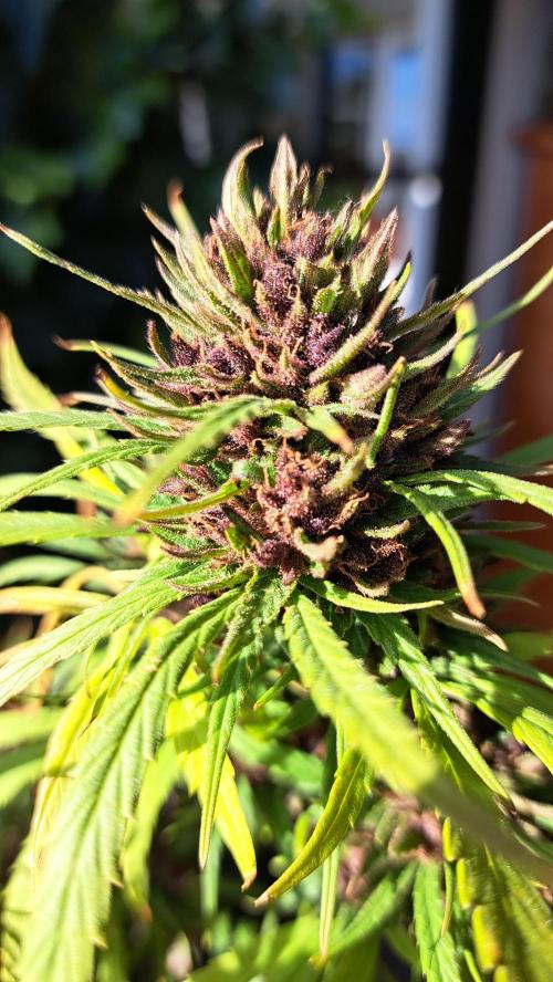 Neville's Haze balcony grow. Week 23