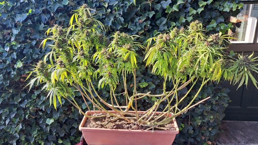 Neville's Haze balcony grow. Week 23