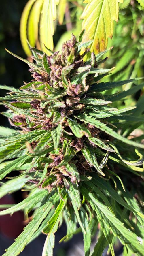 Neville's Haze balcony grow. Week 23