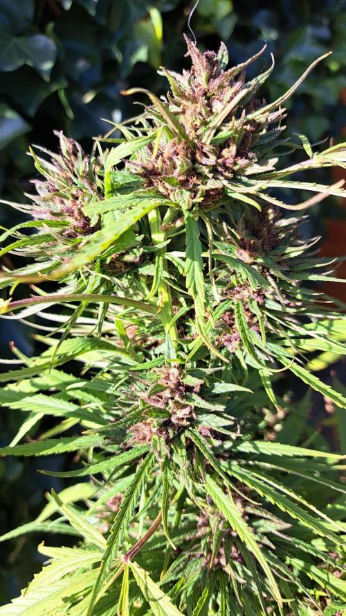 Neville's Haze balcony grow. Week 23