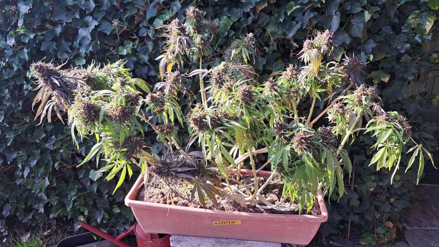 Neville's Haze balcony grow. Week 23