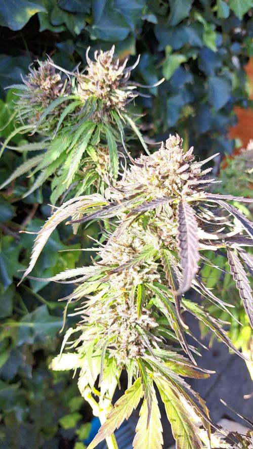 Neville's Haze balcony grow. Week 23