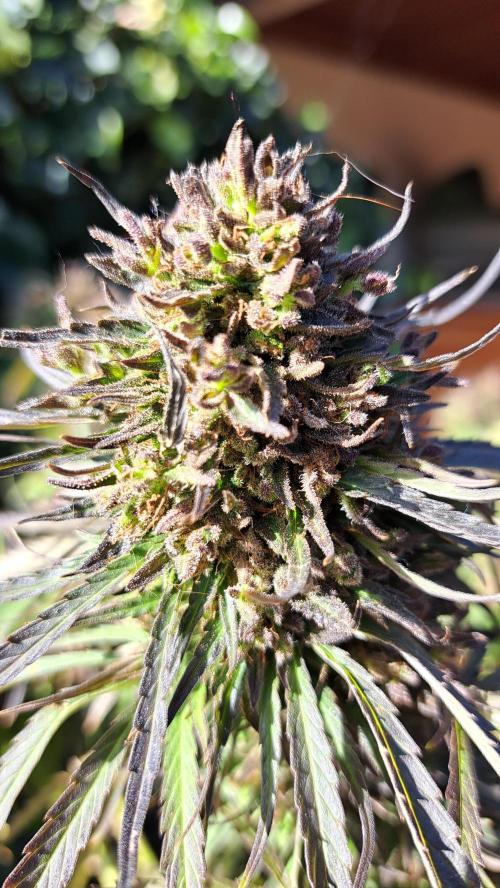 Neville's Haze balcony grow. Week 23