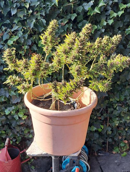 Neville's Haze balcony grow. Week 23