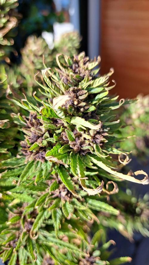 Neville's Haze balcony grow. Week 23