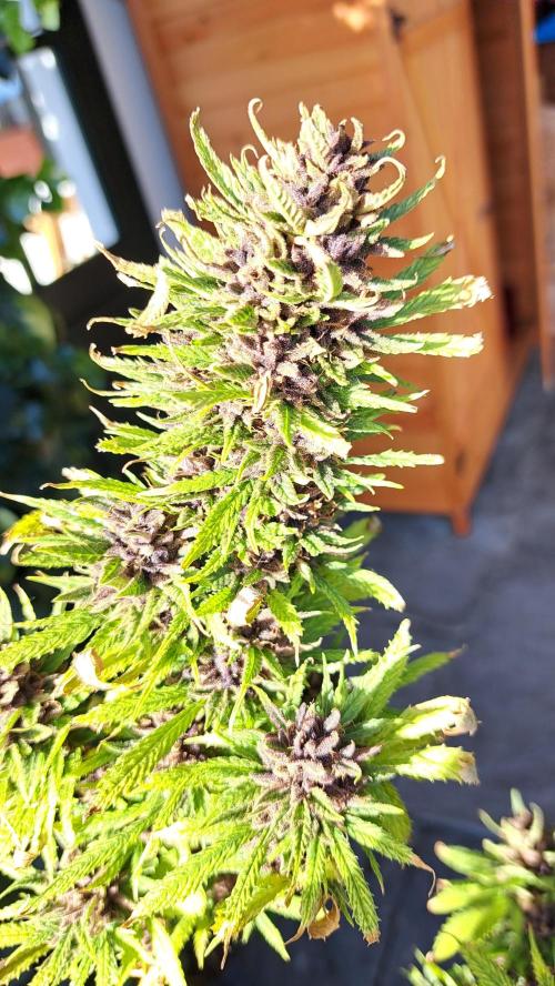 Neville's Haze balcony grow. Week 23