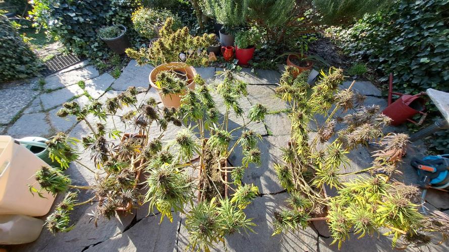 Neville's Haze balcony grow. Week 24