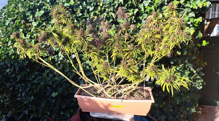 Neville's Haze balcony grow. Week 24