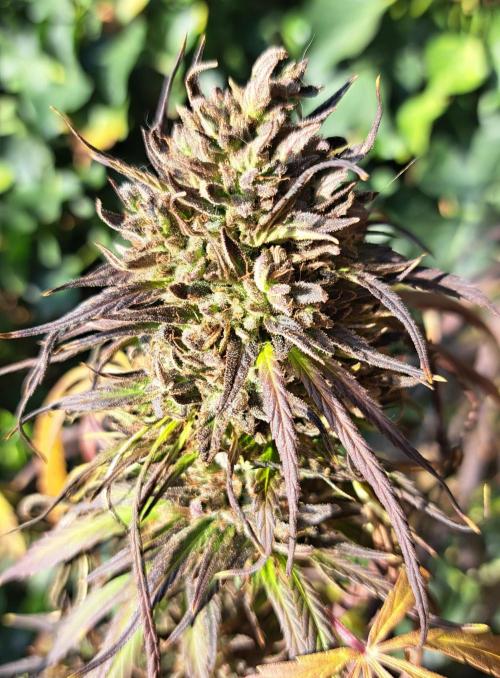 Neville's Haze balcony grow. Week 24