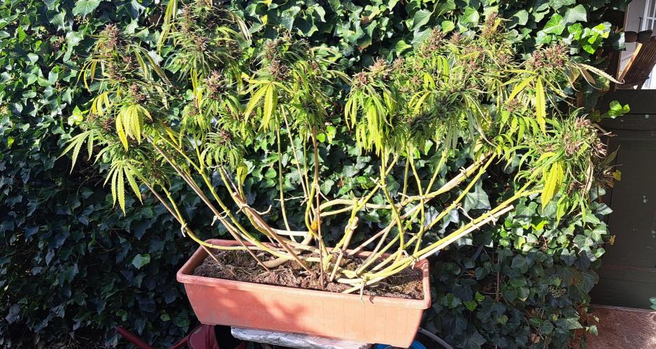 Neville's Haze balcony grow. Week 24